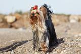 YORKSHIRE TERRIER 320